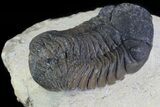Bargain, Austerops Trilobite - Nice Eye Facets #80658-3
